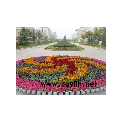草花-草花批發(fā)市場-芳青花卉苗(誠信商家)