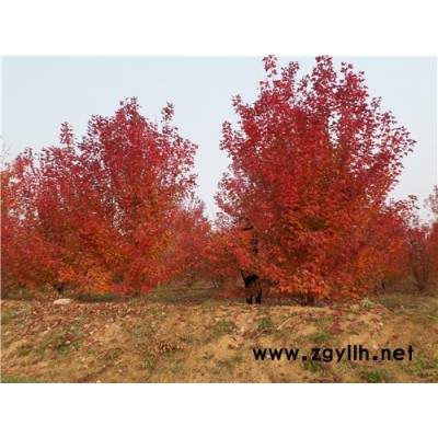 叢生紅點紅楓-美國叢生紅點紅楓哪里有-金楓綠化(誠信商家)