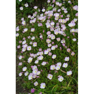 美麗月見草袋苗-美麗月見草-芳青花卉苗(查看)