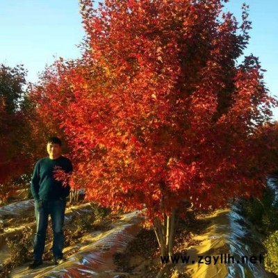 叢生紅點(diǎn)紅楓-東楓園林(在線咨詢)-蕪湖叢生紅點(diǎn)紅楓