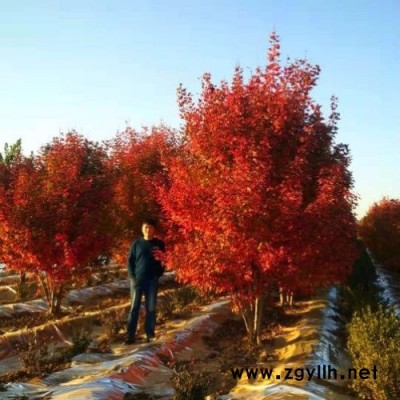 高度6米叢生紅點(diǎn)紅楓-合肥叢生紅點(diǎn)紅楓-東楓園林