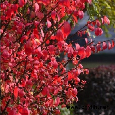信陽火焰衛(wèi)矛種植方法-泰安東楓園林-新品火焰衛(wèi)矛種植方法
