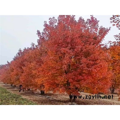 叢生紅點紅楓泰安基地-叢生紅點紅楓-金楓綠化