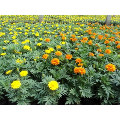 草花-草花品種-芳青花卉苗(誠信商家)