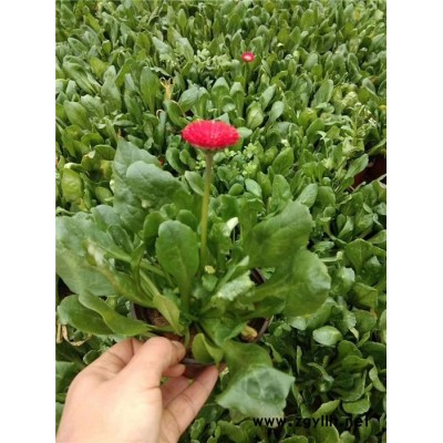 草花-芳青花卉苗(誠信商家)