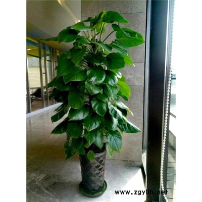 寫字樓植物出租-硚口綠植-眾芳園藝(查看)