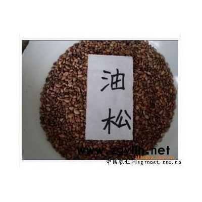 供應(yīng)油松種子