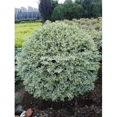 供應茶梅柱子：H150—220cm。P80—100—120—150cm