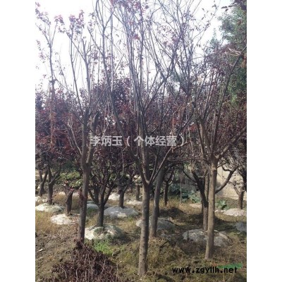 精品高桿桂花、樹形籠口、飽滿、圓潤，成都大量供應高桿精品桂花