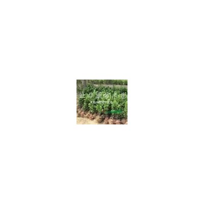 金葉榆批發(fā) 4-5公分矮桿金葉榆價格