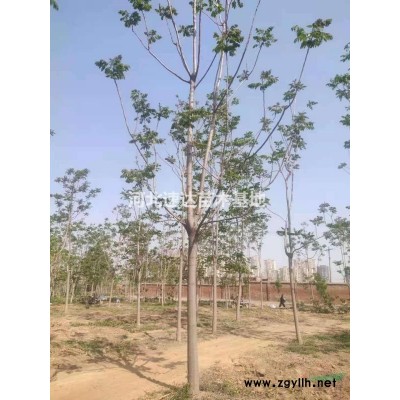 太陽(yáng)李，紅葉李，彩葉豆梨