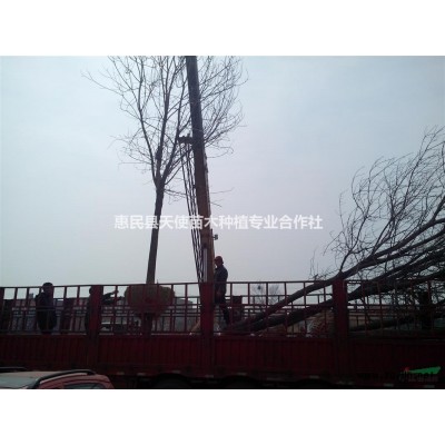 12公分白蠟價格多少，12公分白蠟*低價