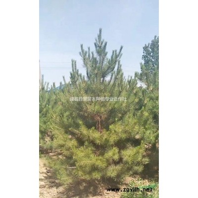 連翹苗一株多少錢？一畝地栽植多少株？