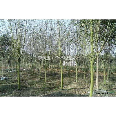 16杯紅葉石楠1元一株、50高紅葉石楠什么價格、成都低價處理紅葉石楠