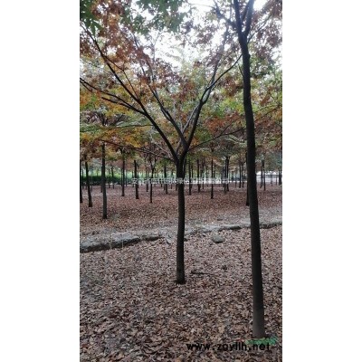 供應(yīng)12-15公分優(yōu)質(zhì)女貞價(jià)格500元，安徽貨源