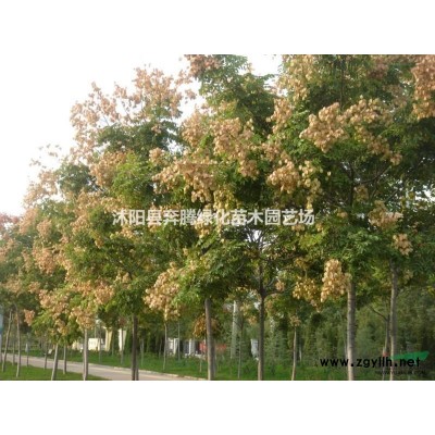 烏桕價格_烏桕圖片_烏桕產地_烏桕綠化苗木苗圃基地