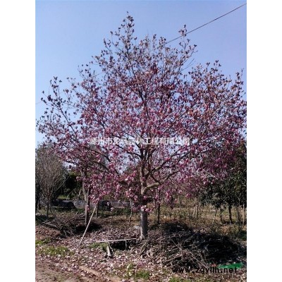 茶花
