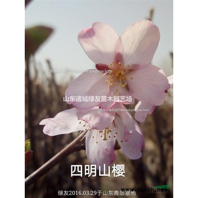 迎春櫻，又名杭州早櫻丨較早開花的櫻花品種丨中國原生櫻花品種