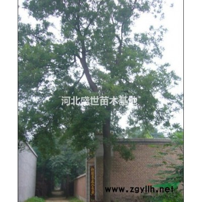 迎春花報價 迎春花種植基地