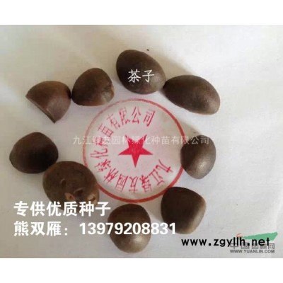 江西重陽木