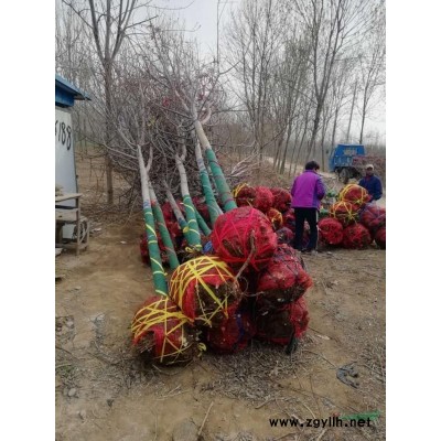 濟寧市兗州區愛鑫苗木種植專業合作社法桐發貨裝車圖片
