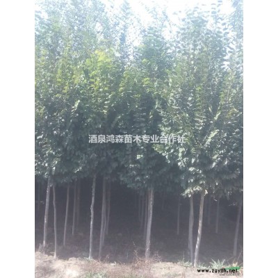 2017年樟子松▏甘肅樟子松基地▏樟子松價(jià)格▏樟子松圖片