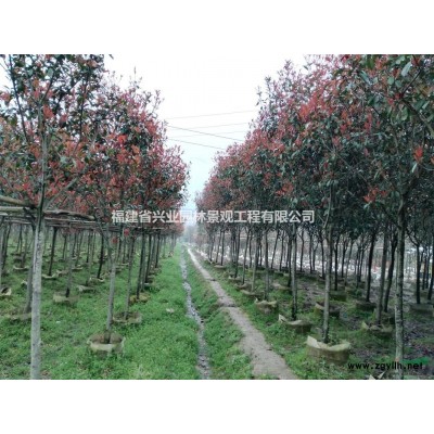 福建地區供應地徑3-6公分羅漢松