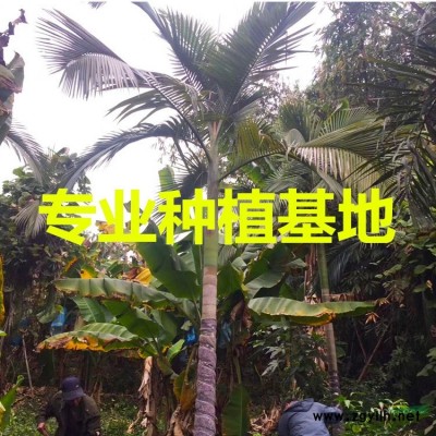 四川炮仗花批發(fā) 福建炮仗花價(jià)格 漳州鞭炮花基地鞭炮花供應(yīng)炮仗..