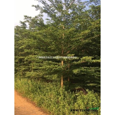 今年華南地區(qū)白玉蘭價(jià)格 精品廣西白玉蘭行情 5到30公分白玉