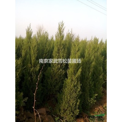 白玉蘭基地 各種規(guī)格白玉蘭