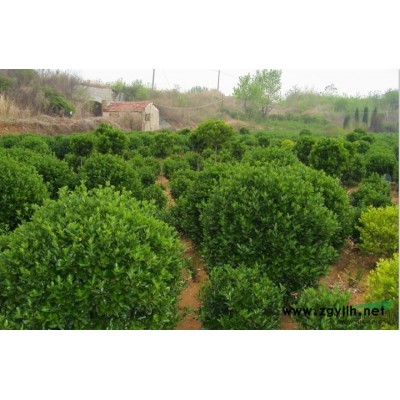 大量供應(yīng)大葉黃楊球，海棠，龍柏，碧桃，櫻花，玉蘭