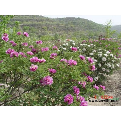 紫斑牡丹的花是長(zhǎng)在樹(shù)上的嗎