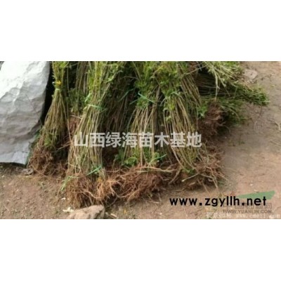 今年藥用連翹苗價格 1年藥用連翹苗價格，2年連翹苗價格