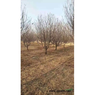 杏樹