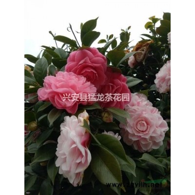 廣西桂林興安供應2-30公分的茶花