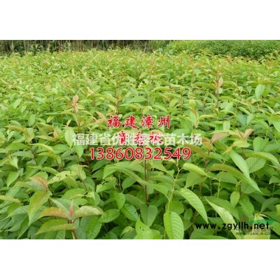 1米高櫻花、50公分櫻花小苗、櫻花樹苗批發【福建省漳州市】