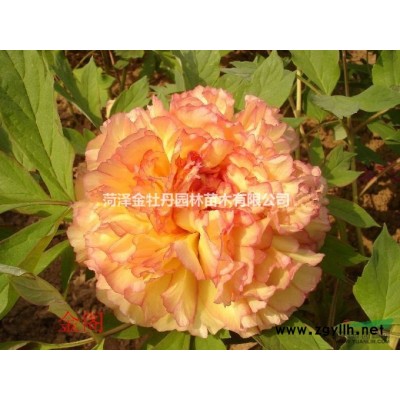 供應正宗菏澤精品牡丹