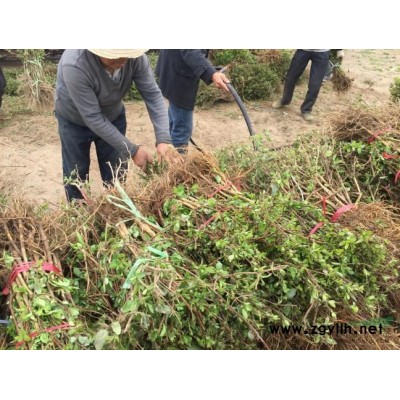 木本油料樹種文冠果