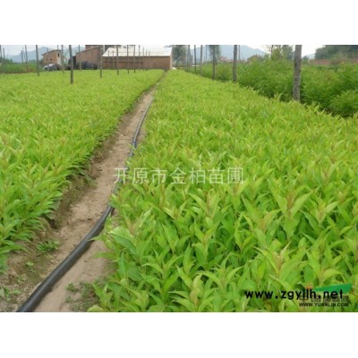 供應東北連翹 開原東北連翹小苗 金葉榆