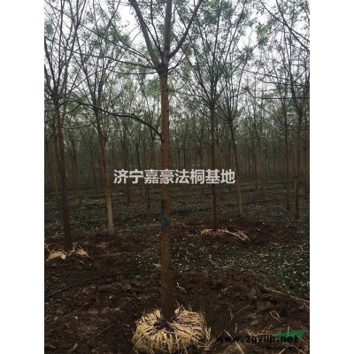 法桐，國槐，白臘15866076160