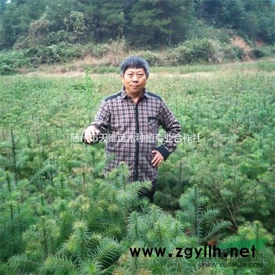 供各規格濕地松容器苗裸根苗營養杯苗多年生帶土球苗濕地松小苗