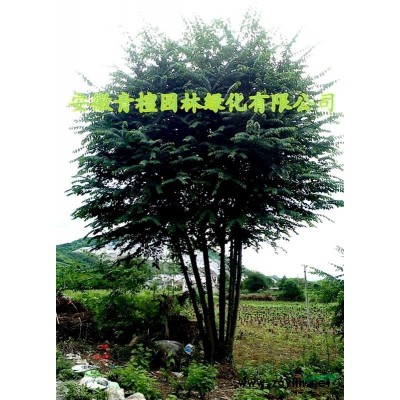 4公分青檀樹 5公分青檀