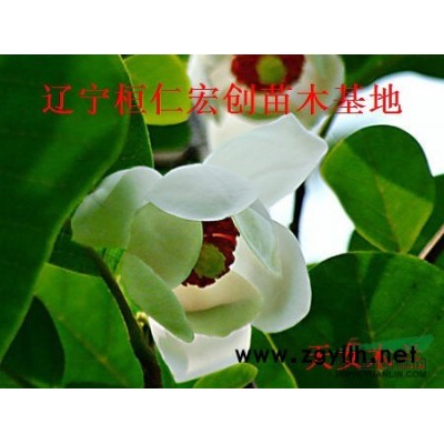 刺五加苗、刺五加基地、刺五加苗價格