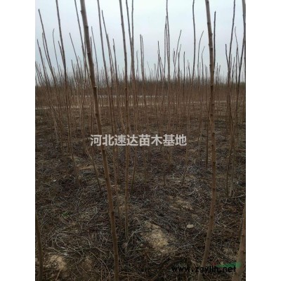 國(guó)槐，國(guó)槐基地，叢生國(guó)槐5--6米
