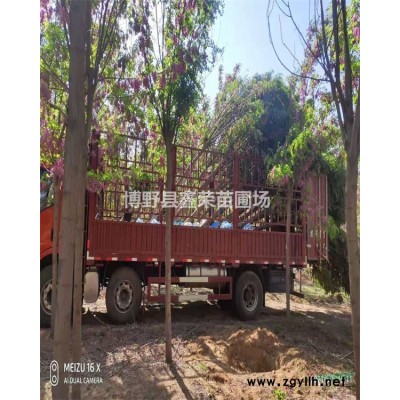 [鑫榮苗圃]-河北哪里的國槐欒樹量大價低