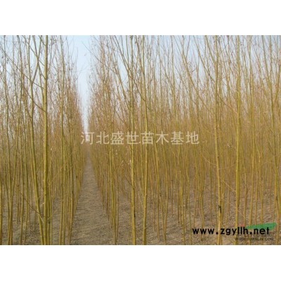 河北*好的大國槐種植基地