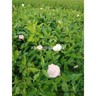 白皮松樹苗  白皮松小苗 白皮松苗圃 白皮松基地直銷園林綠化