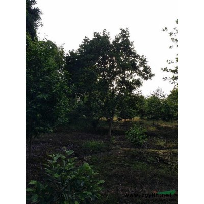 北方國槐，8公分國槐，國槐浙江行情，大量供應北方國槐，法