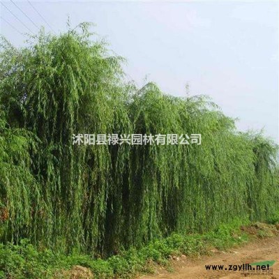 2019國槐*新價格 國槐報價表 國槐多少錢 國槐種子