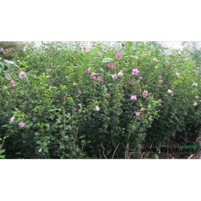 金葉國(guó)槐2*新價(jià)格/金葉國(guó)槐2報(bào)價(jià)